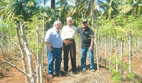 Varios trabajadores dominicanos de los que cultivan y conocen la moringa como la palma de su mano.