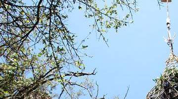 Un agente del MET da la señal a un helicóptero de la unidad para que levante vuelo con varias de las plantas incautadas  en el parque estatal Topanga.