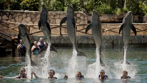 Delfines entretienen a un grupo de turistas en Cancún, México. El país recibió a 1.9 millones de connacionales entre enero y junio.