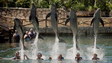 Delfines entretienen a un grupo de turistas en Cancún, México. El país recibió a 1.9 millones de connacionales entre enero y junio.