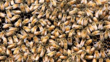 Las abejas tuvieron que ser retiradas por un apicultor, porque son una especie protegida por una ley que impide que las maten.