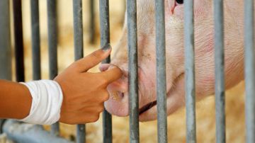 La mayor parte de los contagios a nivel nacional han sido en ferias donde la gente ha tenido contacto con los cerdos.