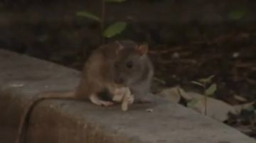 Residentes temen que, en el caso de las ratas, la situación provoque una emergencia de salud.