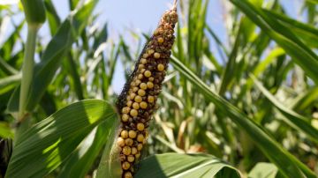 Estados Unidos se encuentra ante un año nefasto para las cosechas debido a una sequía que se ha centrado en los estados agrícolas.