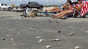 Oficiales de salud del Condado de Galveston aseguraron que las aguas son seguras para bañistas.