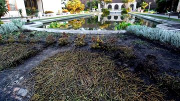 Se calcula que los daños provocados al Balboa Park de San Diego ascienden a unos 1$0 mil.