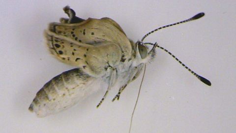 Una mariposa mutante capturada cerca de la planta nuclear de Fukushima.