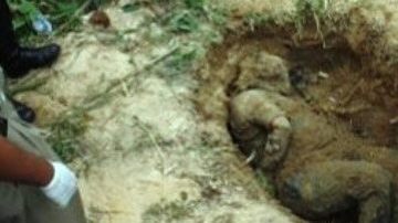 Una de las tantas fosas en las que se han encontrado los cadáveres de varias personas presuntamente asesinadas por el crimen organizado, en Veracruz, México.