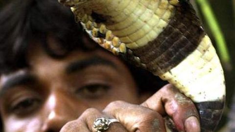 Una cobra.