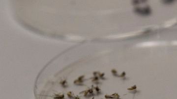 El Virus del Nilo Occidental se transmite por la picadura de un mosquito que lo adquiere al alimentarse de un ave infectada.