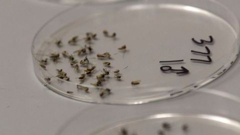 El Virus del Nilo Occidental se transmite por la picadura de un mosquito que lo adquiere al alimentarse de un ave infectada.