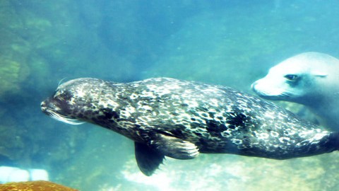 La foca bebé ya creció lo suficiente como para no necesitar de los  cuidados maternos.