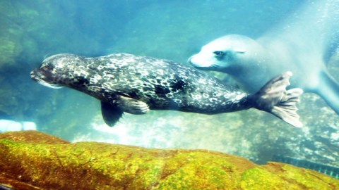 La foca bebé ya creció lo suficiente como para no necesitar de los cuidados maternos.