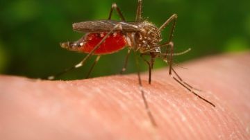 Los moscos son los principales transmisores del virus.