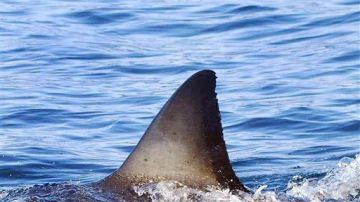 Un tiburón blanco fue visto alrededor de Santa Bárbara.