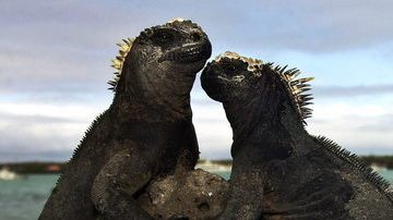 Pareja de iguanas marinas cerca de Puerto Ayora en la isla Santa Cruz, del archipiélago de  Galápagos, a unos mil kilómetros  de Ecuador.