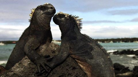 Pareja de iguanas marinas cerca de Puerto Ayora en la isla Santa Cruz, del archipiélago de  Galápagos, a unos mil kilómetros  de Ecuador.