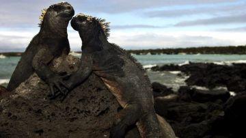 Pareja de iguanas marinas cerca de Puerto Ayora en la isla Santa Cruz, del archipiélago de  Galápagos, a unos mil kilómetros  de Ecuador.