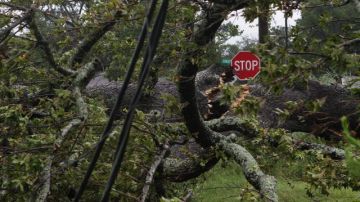 Un árbol enredado en cables de energía eléctrica tras los vientos producidos por el paso del huracán "Isaac" en Gulfport, Mississippi.