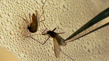 El mosquito que transmite el Virus del Nilo.