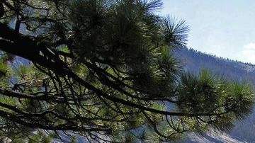 El Parque Nacional Yosemite en California. EFE