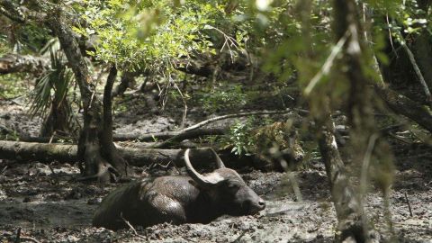 Sudáfrica es uno de los destinos de mayor reputación para el avistamiento y la caza de fauna salvaje.
