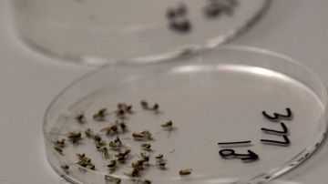 Mosquitos muertos que serán clasificados para investigación en un laboratoria de Dallas, Texas, ayer.