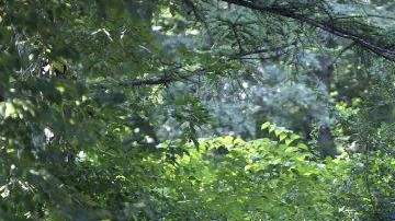 Agentes de la Policía recorrieron el lugar buscando evidencias que les permitan dar con el supuesto violador.