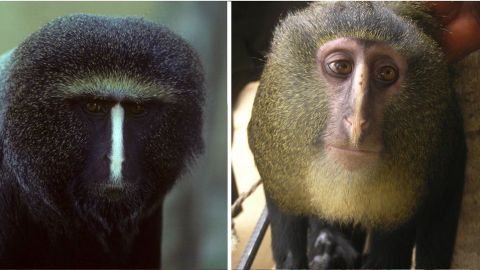 Imágenes sin fecha publicadas por la Public Library of Science muestran a un macho adulto cautivo Cercopithecus hamlyni, a la izquierda, y un lomamiensis Cercopithecus a la derecha.