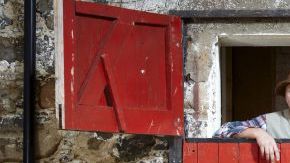 Archie, el toro más bajito del mundo.