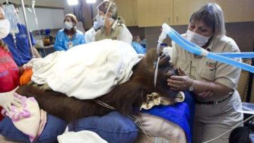 La voluntaria Linda Jacobs consuela a “Peanut”, mientras la orangután recibe el tratamiento de quimioterapia.
