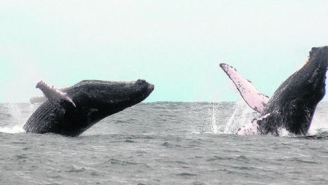 Ballenas jorobadas danzan.