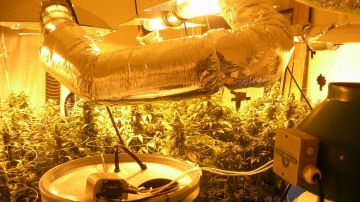 Autoridades hallaron cultivos de marihuana en una casa en el Condado de Fort Bend.