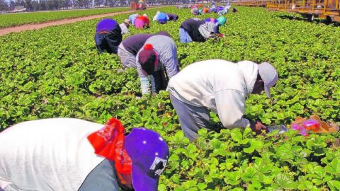 La falta de una reforma migratoria provocará escasez de trabajadores en zonas productoras de alimentos de Estados Unidos.