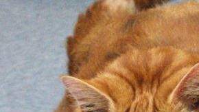 La gata Skinny pesa 18.6 kilos, lo mismo que un niño promedio de cuatro años.