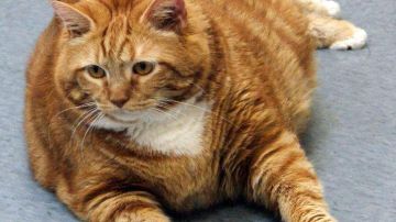 La gata Skinny pesa 18.6 kilos, lo mismo que un niño promedio de cuatro años.