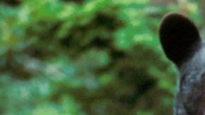 Foto de archivo de un oso negro.