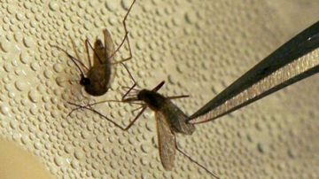 El virus causado por la picadura de un mosquito infectado  puede ocasionar una variedad de dolencias.
