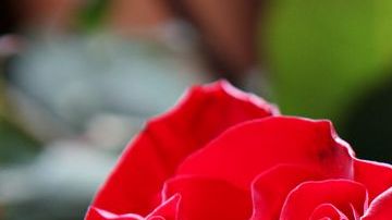 Las flores de Bach pueden ayudar a contrarrestar equilibrios emocionales.