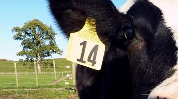 En el futuro, los científicos neozelandeses investigarán si Daisy, actualmente de 11 meses y que vive en una granja del país para desarrollarse con sus congéneres, puede producir mayores cantidades de leche hipoalergénica.