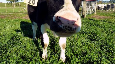 En el futuro, los científicos neozelandeses investigarán si Daisy, actualmente de 11 meses y que vive en una granja del país para desarrollarse con sus congéneres, puede producir mayores cantidades de leche hipoalergénica.