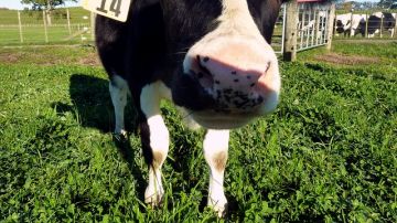 En el futuro, los científicos neozelandeses investigarán si Daisy, actualmente de 11 meses y que vive en una granja del país para desarrollarse con sus congéneres, puede producir mayores cantidades de leche hipoalergénica.