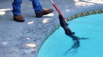 Las “fiestas con caimanes” eran cada vez más populares en piscinas privadas de la zona de Tampa.
