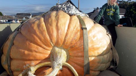Danika Starr, de 9 años e hija del ganador del concurso Thad Starr, posa con la calabaza ganadora del concurso.