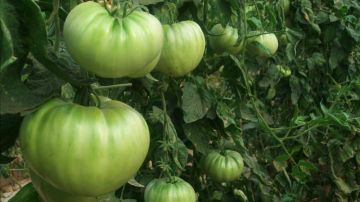 México exportó 2,100 millones de dólares en tomates el año pasado, el 93% de los tomates importados por EEUU.