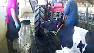 Nathan Runkle, director ejecutivo de Mercy for Animals, dijo que una investigación encubierta reveló que en la granja Bettencourt Dairies, ubicada en Idaho, los empleados golpean con bastones o pisan a las vacas.