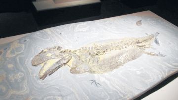 Foto de archivo que muestra los nuevos fósiles del Museo de Ciencias Naturales.