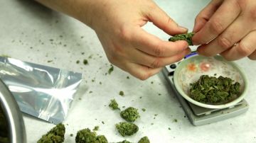 Los electores de la ciudad podrán decidir en torno al futuro de los  dispensarios de marihuana en las elecciones de mayo del 2013.