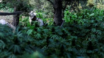 Elementos del Ejército Mexicano de la Segunda Zona Militar destruyeron seis hectáreas de plantíos de marihuana en las inmediaciones de la Sierra de Juárez