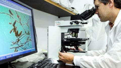 Un técnico observa el hongo que ha causado la meningitis y  provocado varias muertes y pérdidas millonarias en Estados Unidos.
